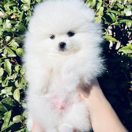 Theo - White male Pomeranian puppy in Hot Springs, Arkansas from Pomeranian Empire
