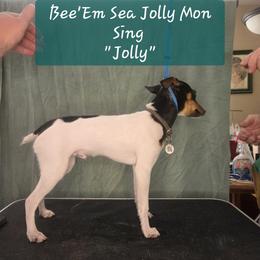 Bee'Em Sea Jolly Mon Sing (Jolly) - White black and tan male Toy Fox Terrier puppy in Conway, South Carolina from Bee'Em Sea Kennel