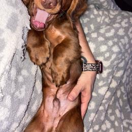 Hershey - Dapple male Dachshund puppy in Cooper, Texas from Sassy Kat’s Dachshunds