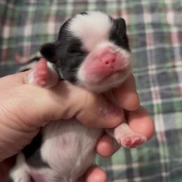 Puppy Girl 1 - Black and white female Japanese Chin puppy in Little Rock, Arkansas from Montra Japanese Chin & Cavalier King Charles Spaniels