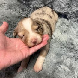 Australian Shepherd Puppies from Bullet & Whiskey’s Pups