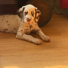 George - White and liver brown male Dalmatian puppy in Loomis, California from Revere Dalmatians