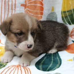 Pembroke Welsh Corgi Puppies from Episode Corgis