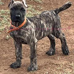 Roshi - Tiger Perro de Presa Canario puppy in El Paso, Texas from Mesquite Creek Kennels