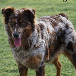 Rouge - Australian Shepherd