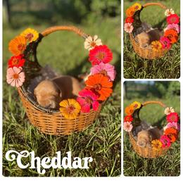 Cheddar - Dark golden female Golden Retriever puppy in Magnolia, Mississippi from Magnolia Farm