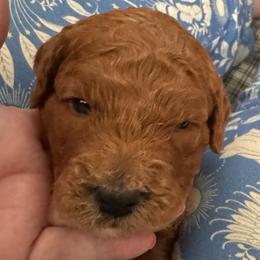 MacBeth - Red  male Goldendoodle puppy in Danville, Virginia from Stella’s Stunning Goldendoodles of VA