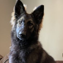 German Shepherds from Von Ballew