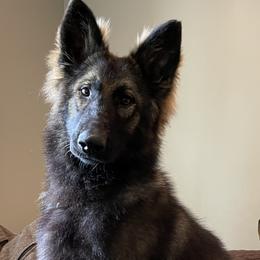 German Shepherds from Von Ballew