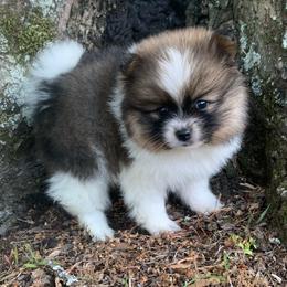 Girl 1 - Chocolate parti female Pomeranian puppy in Gadsden, Alabama from Rich Cat’s