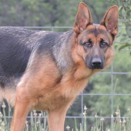 German Shepherds from Ragnarok Shepherds