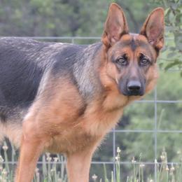 German Shepherds from Ragnarok Shepherds