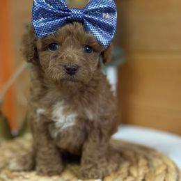 K Pink Girl - Red  female Goldendoodle puppy in Lewisville, Texas from Texas Goldendoodle Lovers