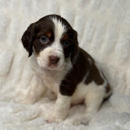 Blue boy - Tri-Roan male English Springer Spaniel puppy in Fairfield, California from Goldridge Springers