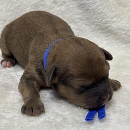 Boy 1 - male Shihpoo puppy in Gay, Georgia from That’s My Puppy