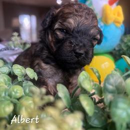 Poodle Puppies from Lone Cedar Kennel