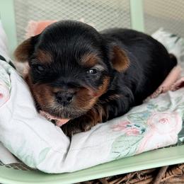 Dolly - Black and tan female Yorkshire Terrier puppy in West Fargo, North Dakota from A Yorkie Tale