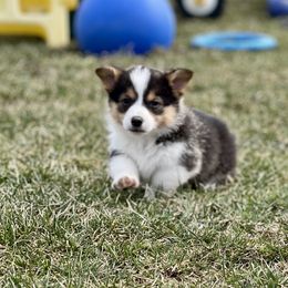 Australian Shepherd, Lagotto Romagnolo, and Pembroke Welsh Corgi Puppies from SS Australian Shepherds
