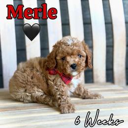 Merle - Red male Cavapoo puppy in Runaway Bay, Texas from Green Ranch Doodles