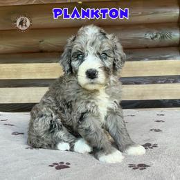 Plankton - Blue merle male Bernedoodle puppy in Banner Elk, North Carolina from Walnut Tree Bernedoodles