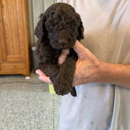 Brown Girl 4 - Brown female Poodle puppy in Wentworth, South Dakota from PaintersPreciousPoodles
