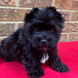 Batman - Black and tan male Yorkshire Terrier puppy in Lafayette, Georgia from Berggipfel Yorkies