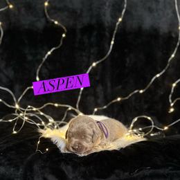 Aspen - Silver female Dilute Retriever puppy in Forest City, Iowa from Helm Labs
