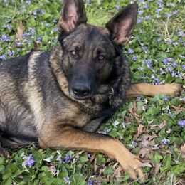 German Shepherds from Honey Bee Kennels