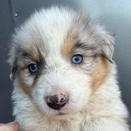 Belle Starr - Blue merle female Australian Shepherd puppy in Stanford, Kentucky from Red Feather Aussies