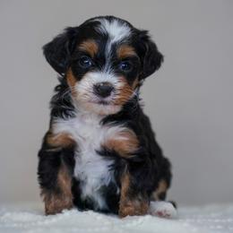 Pebbles - Tri-color female Bernedoodle puppy in Dundee, Ohio from Down Home Doodle