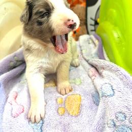 Reba - Red merle female Border Collie puppy in Richland Hills, Texas from Bordercollieblues