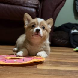 Remy - Sable male American Corgi puppy in Pioneer, Michigan from Country Corners Corgis