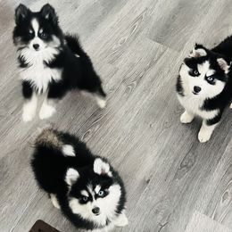 Pomeranian and Pomsky Puppies from Pom Pom Pomskies-TN