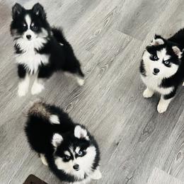 Pomeranian and Pomsky Puppies from Pom Pom Pomskies-TN