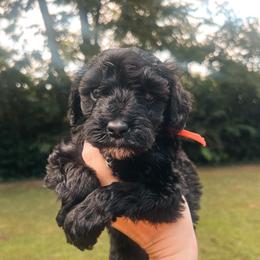 Red Collar - Black male Goldendoodle puppy in Richmond, Kentucky from The Doting Doodle