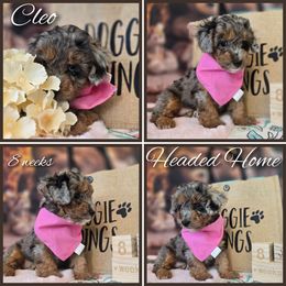Cleo - Blue merle female Aussiedoodle puppy in Prescott Valley, Arizona from Ramirez Family Doodles