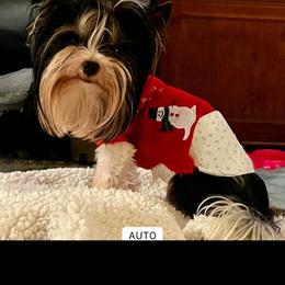 Jax - Yorkshire Terrier