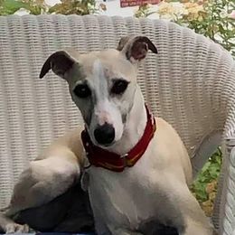 Whippets from Raven Farm