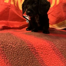 Dachshund Puppies from Abby Stuart