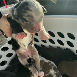 Blue Merle Female -2000 - Blue merle female Australian Shepherd puppy in Morristown, Tennessee from Lakeway Farms