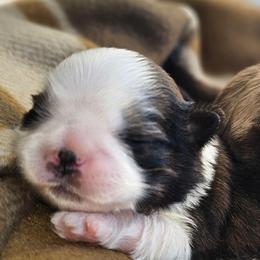 JUDD - Brindle and white male Shih Tzu puppy in Los Banos And Bay Area, California from Shantii's Shih Tzu's