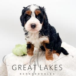 Marina - Tri-color female Bernedoodle puppy in Baroda, Michigan from Great Lakes Bernedoodles