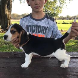 Beagle Puppies from Bachman’s Kennel