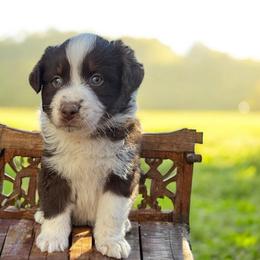 Retained - Red tri-color male Australian Shepherd puppy in Statesville, North Carolina from Charming Australian Shepherds