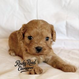 Candy - Red female Cavapoo puppy in Nashville, Arkansas from Rocky Road Puppies