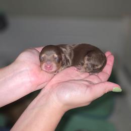 Pending - Chocolate and cream female Dachshund puppy in Minden, Louisiana from Ironwood Creek