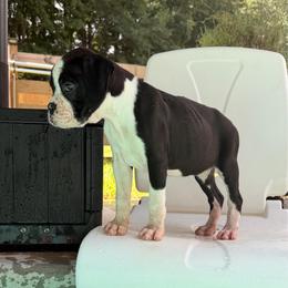 Dolly - Brindle female Boxer puppy in Georgia from Stephanie’s Boxers