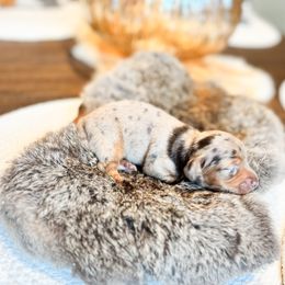 Dachshund Puppies from G&K Kennels