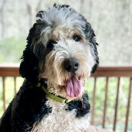 Tula - Bernedoodle