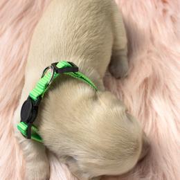 Macadamia nut - Cream female Dachshund puppy in Sacramento, California from MiniDoxPups